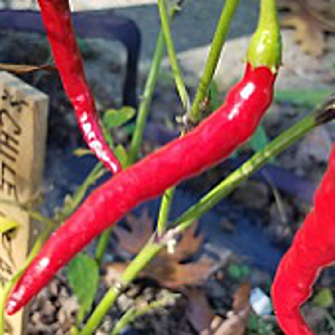 Chile De Arbol Hot Peppers red Seeds Etsy