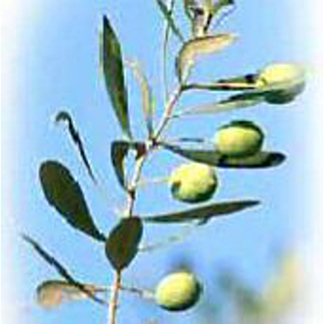 Olive Tree Seeds Etsy