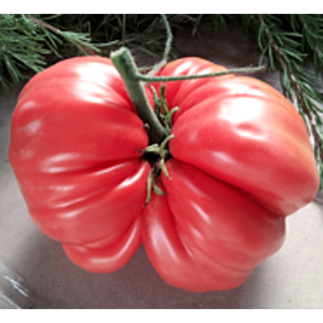 Sicilian Saucer Tomato Seeds Etsy