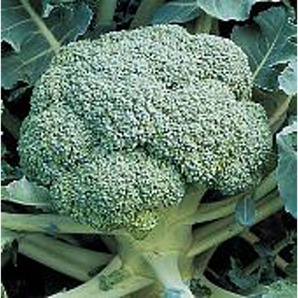 De Cicco Broccoli Seeds