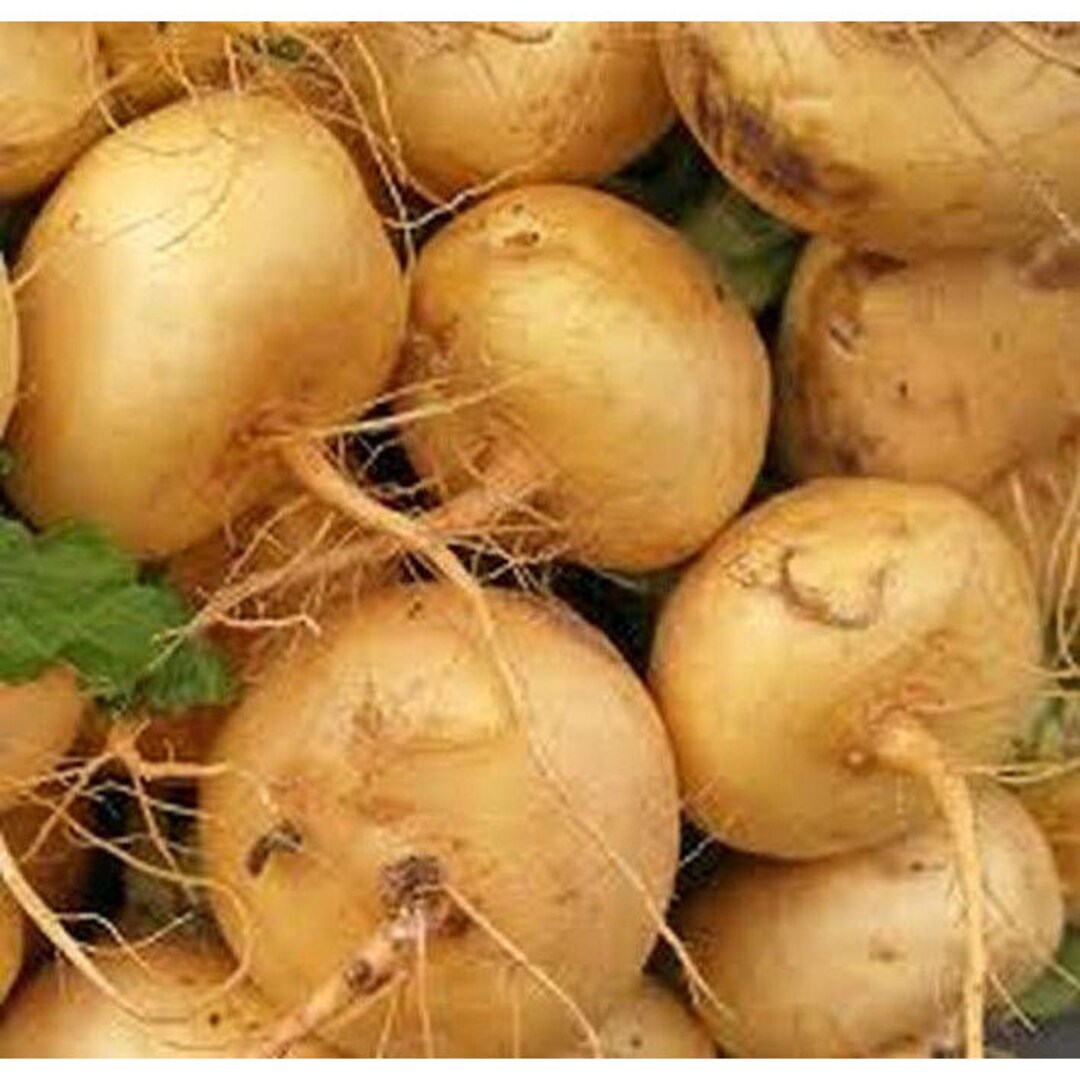 Golden Globe Turnips Seeds Etsy