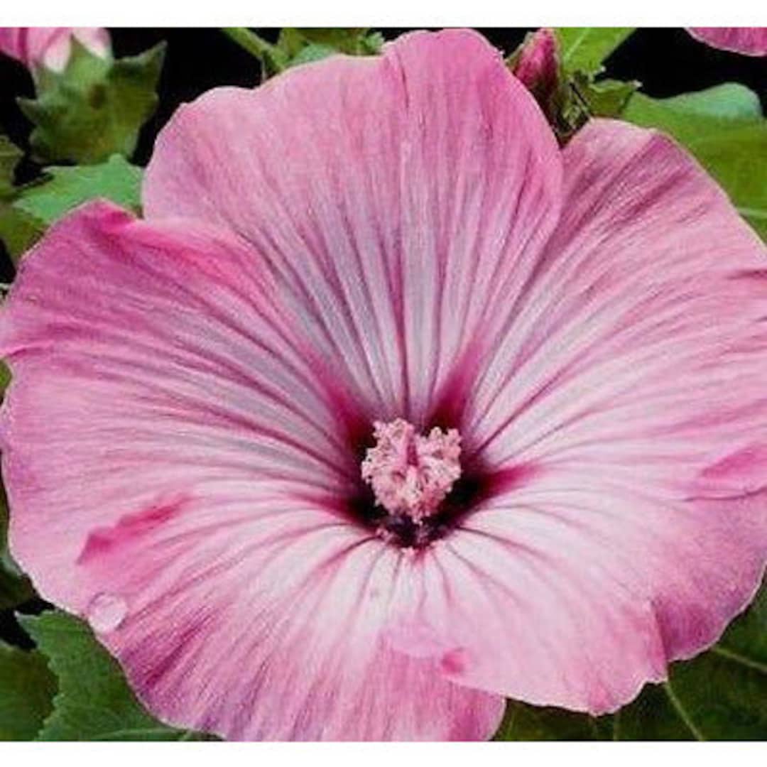 Tree Mallow rose Mallow Seeds Etsy