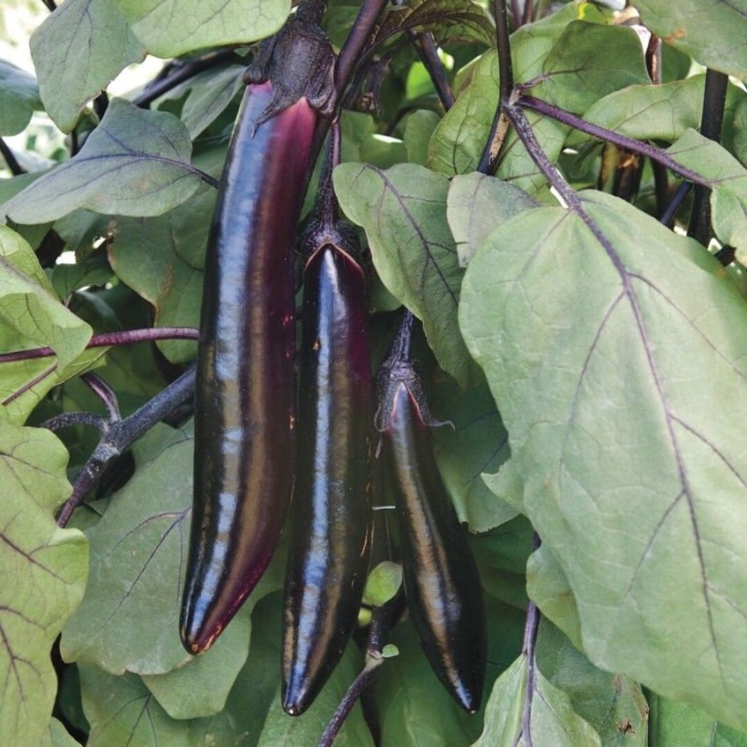 Shikou Hybrid Eggplant Seeds Etsy