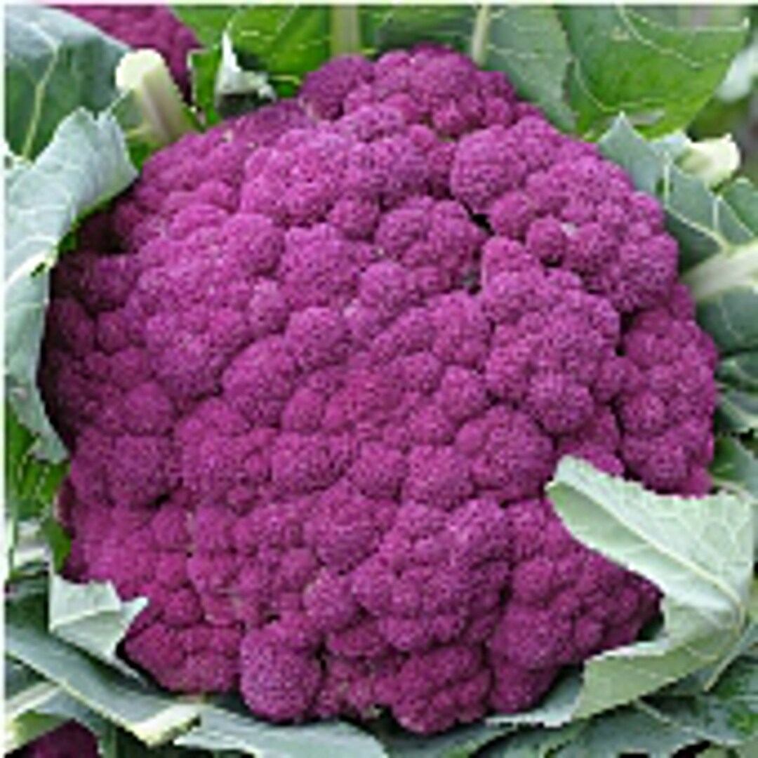 Graffiti Cauliflower Seeds Etsy