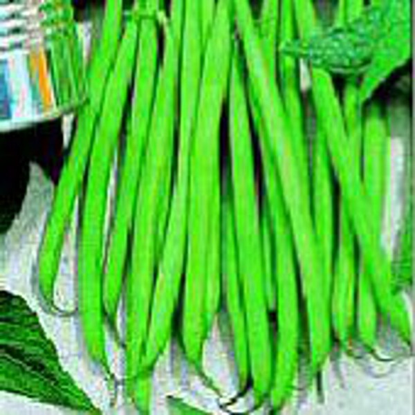Filet Pole Green Bean Seeds Etsy