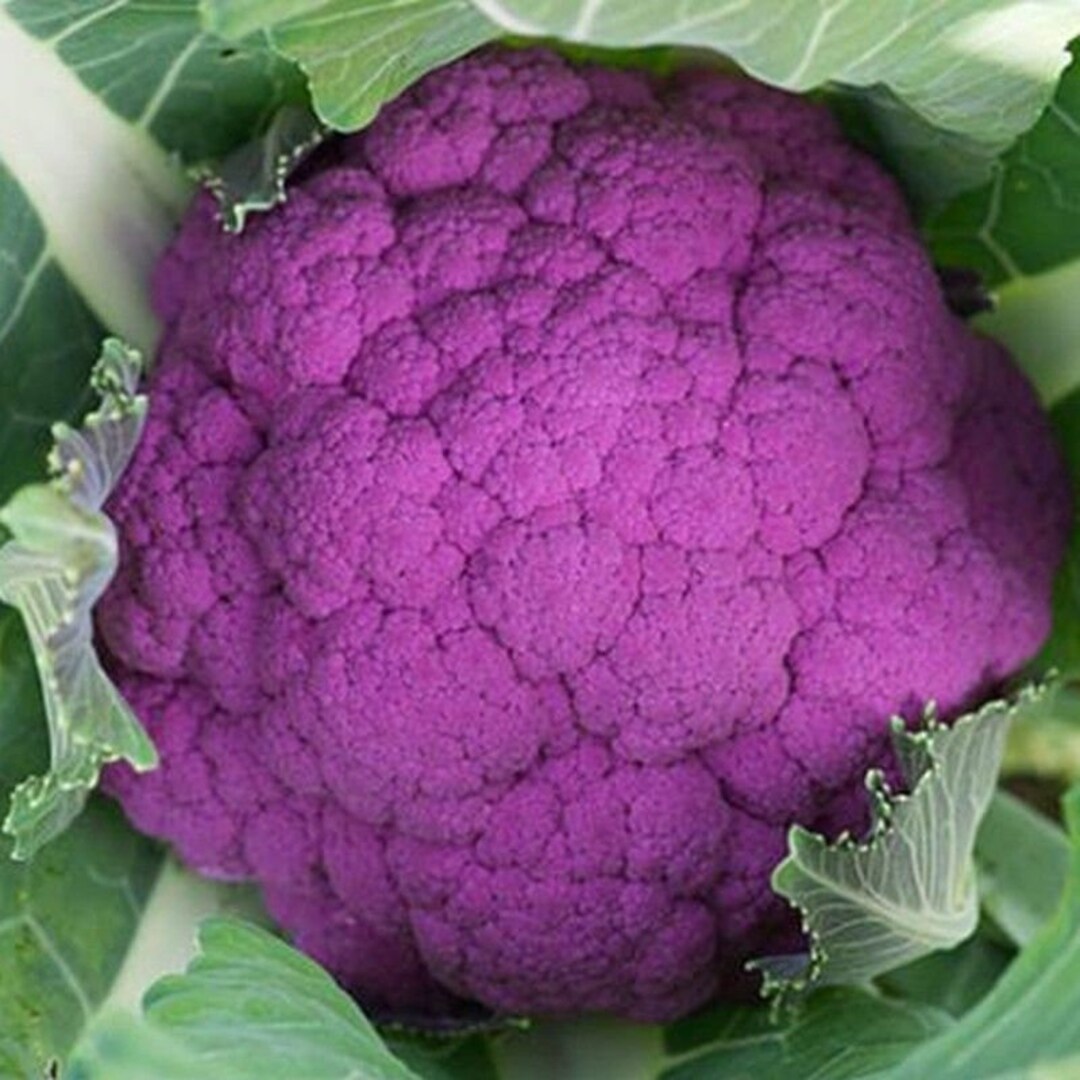 Graffiti F1 Hybrid Cauliflower Seeds Etsy