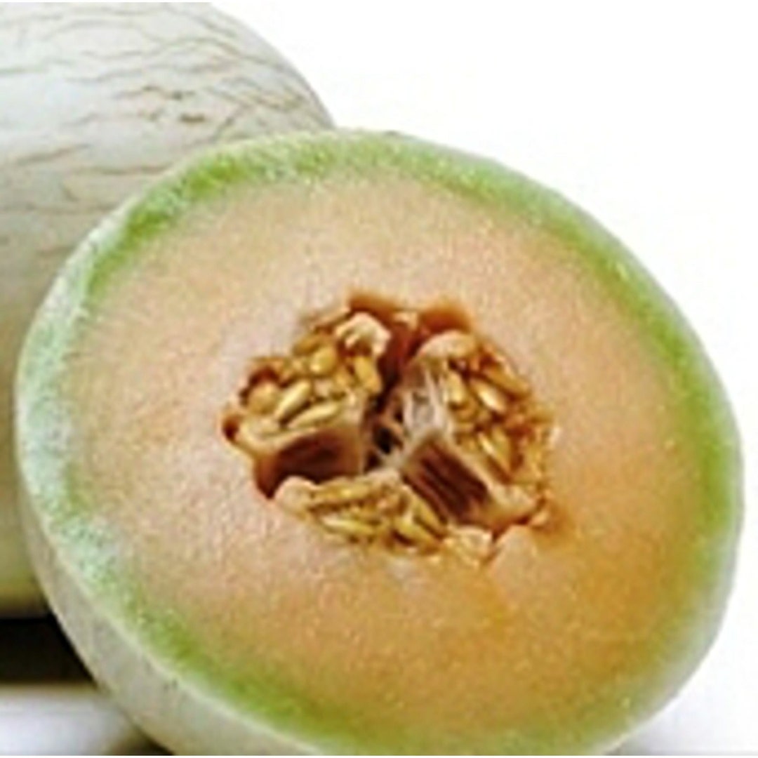 Honey Dew Melons orange Seeds Etsy