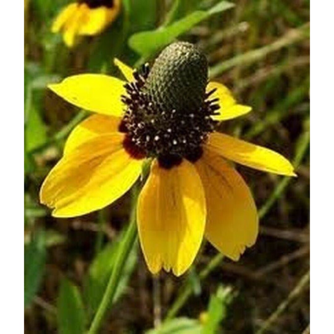 Clasping Coneflower Seeds - Etsy