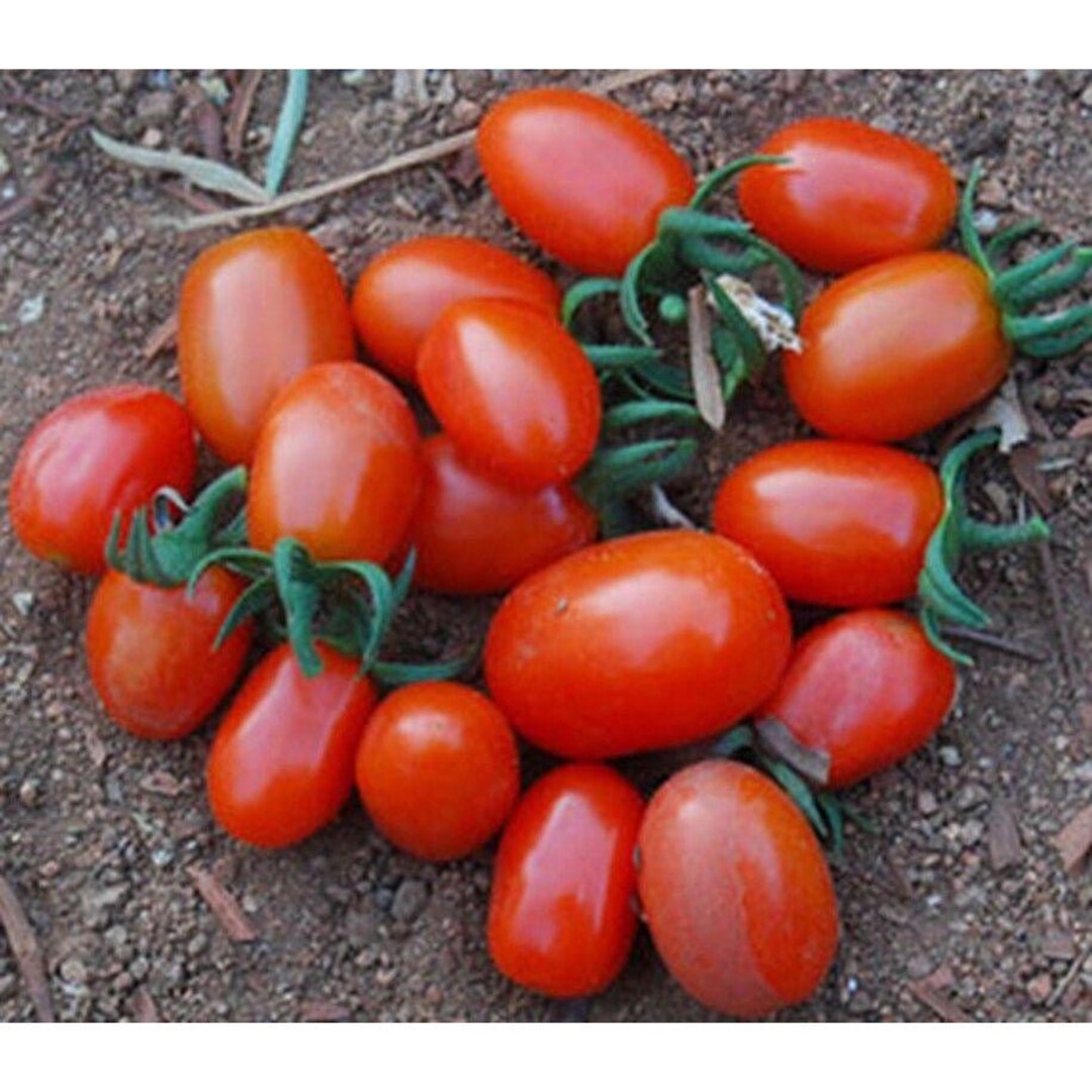 Jelly Bean Hybrid Tomato Seeds - Etsy
