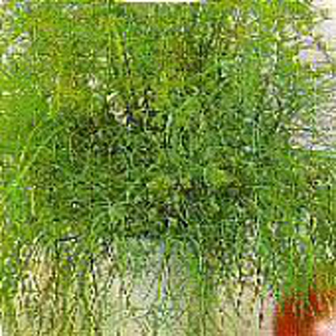 Mammoth Dill Seeds Etsy