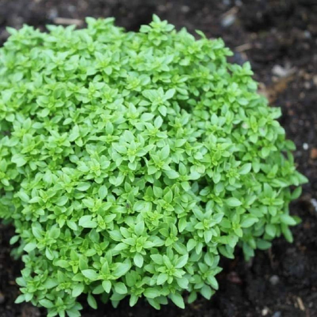 Spicy Globe Basil Seeds Etsy