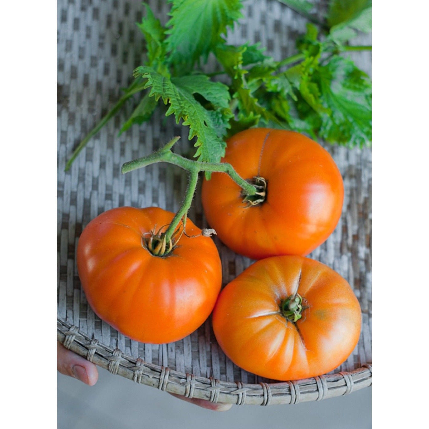 Chef's Choice Orange Tomato Plant