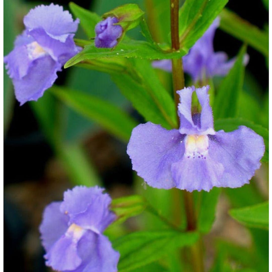 Monkey Flower Seeds Etsy