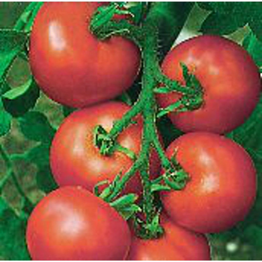 Alicante Tomato Seeds Etsy