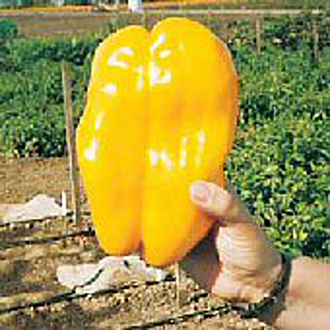 Yellow Monster Sweet Peppers Seeds Etsy