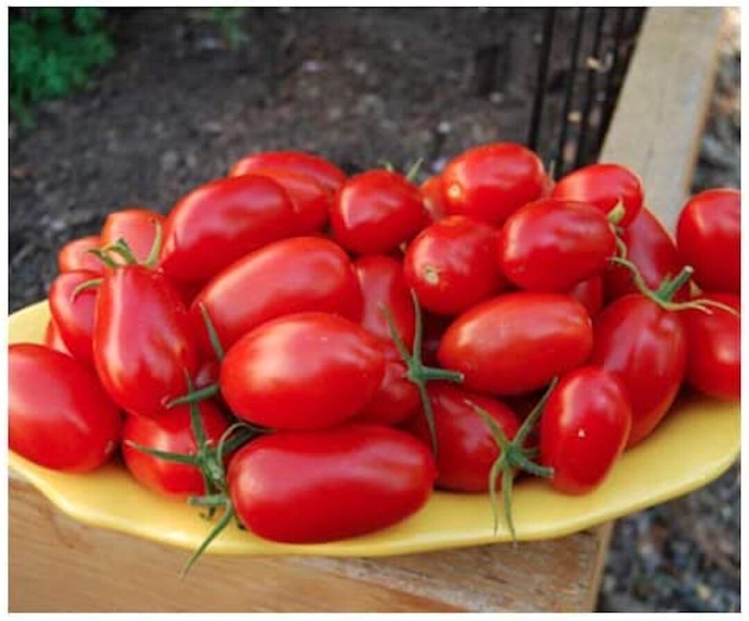 Juliet Hybrid Cherry Tomato Seeds 25 Seeds Etsy
