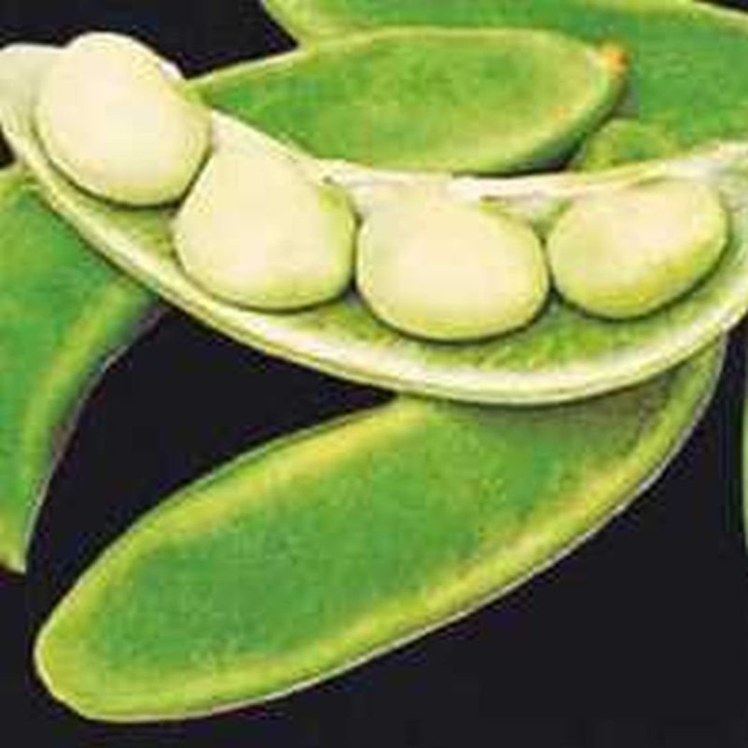 Willow Leaf Lima Beans Etsy