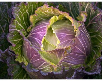 January King No. 3 Cabbage Seeds