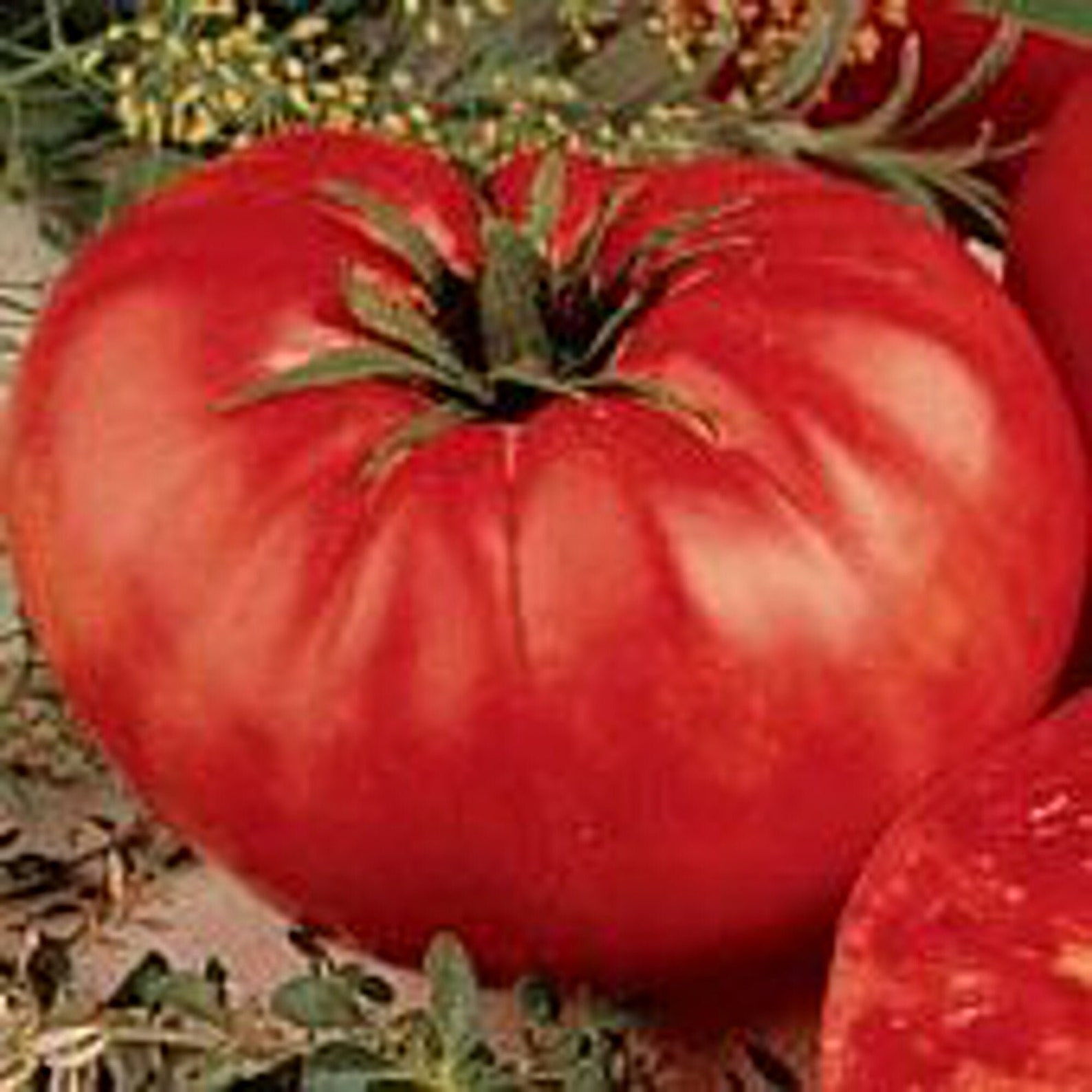 Beefsteak Tomato reddeterminate Seeds Etsy