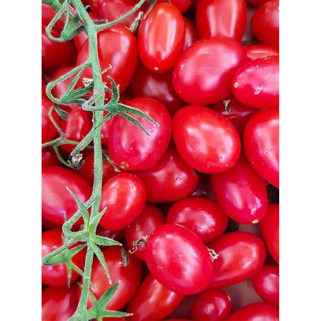 Juliet Hybrid Tomato Seeds Etsy