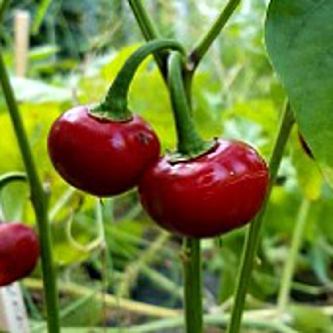 Super Sweet Cherry Peppers Seeds Etsy