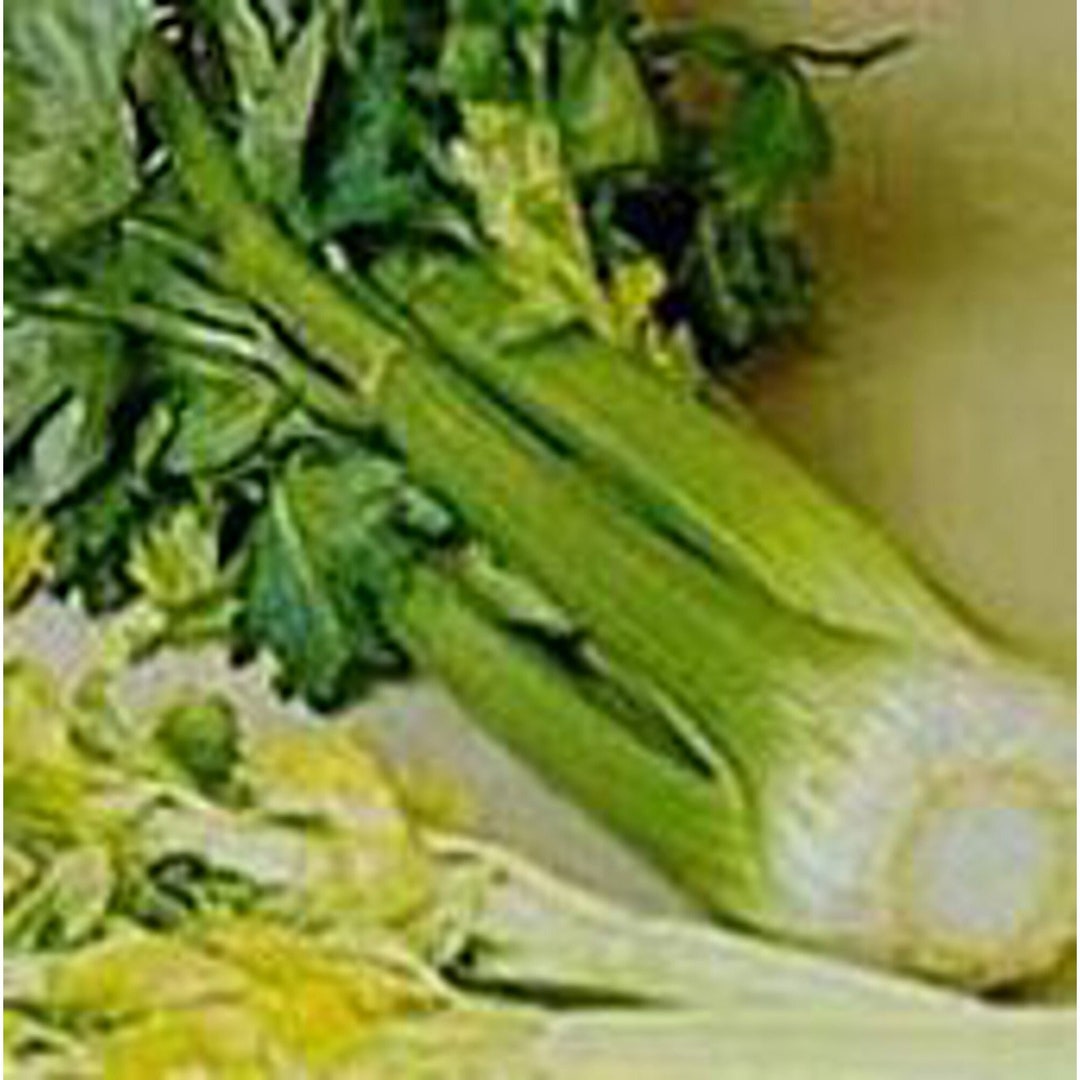 Giant Pascal Celery Seeds Etsy