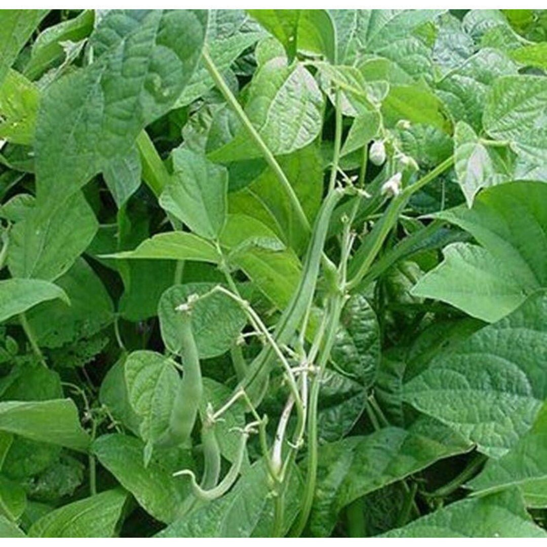 State Half Runner Green Bean Seeds Etsy