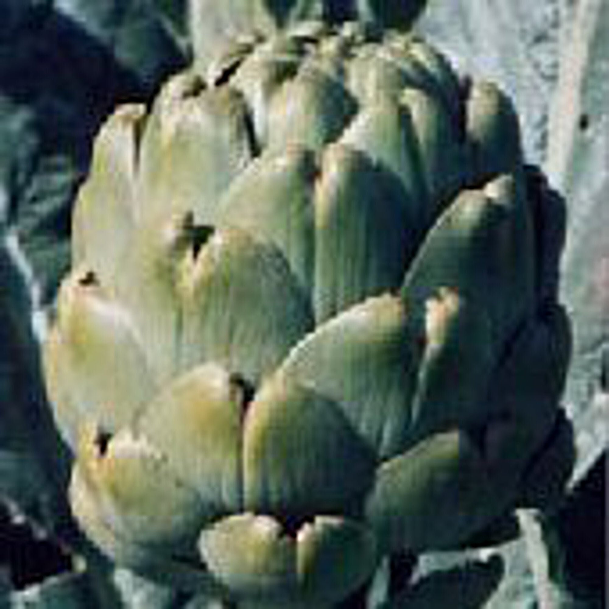 Emerald Artichokes Seeds Etsy