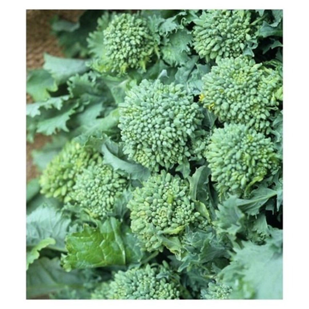 Broccoli Green Sprouting Calabres Seeds Etsy