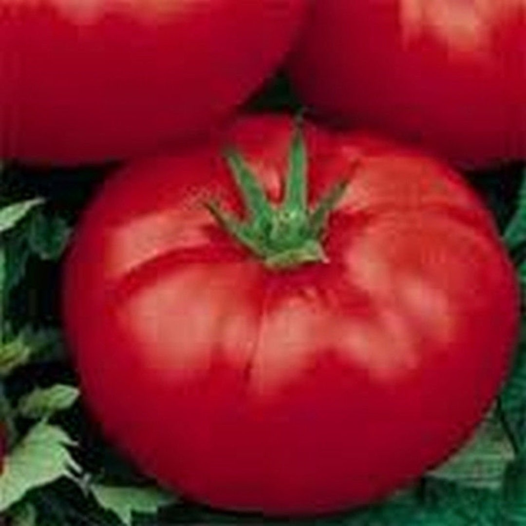 Wisconsin 55 Tomato heirloom Seeds Etsy