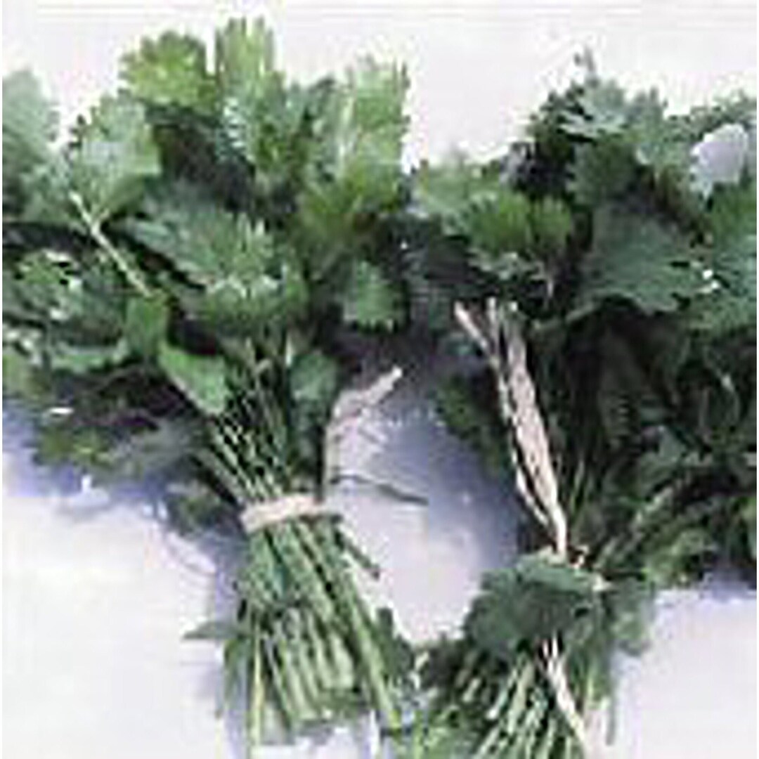 Slow Bolt Coriander Seeds Etsy