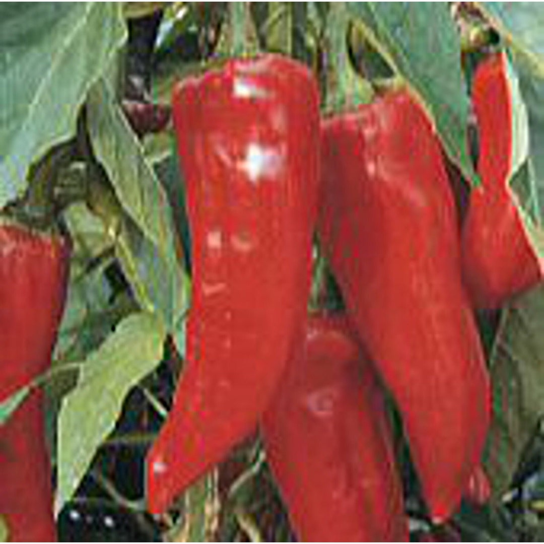 Boldog Hungarian Spice Hot Peppers Seeds Etsy
