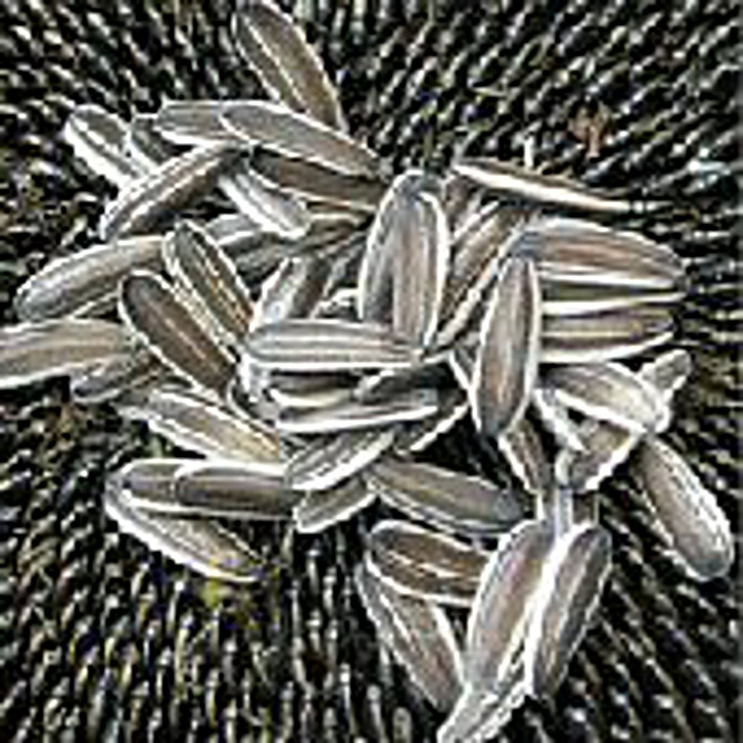 Sunflower Flowers mongolian Giant Seeds Etsy