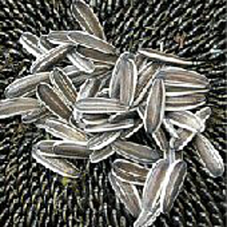 Sunflower Flowers mongolian Giant Seeds Etsy