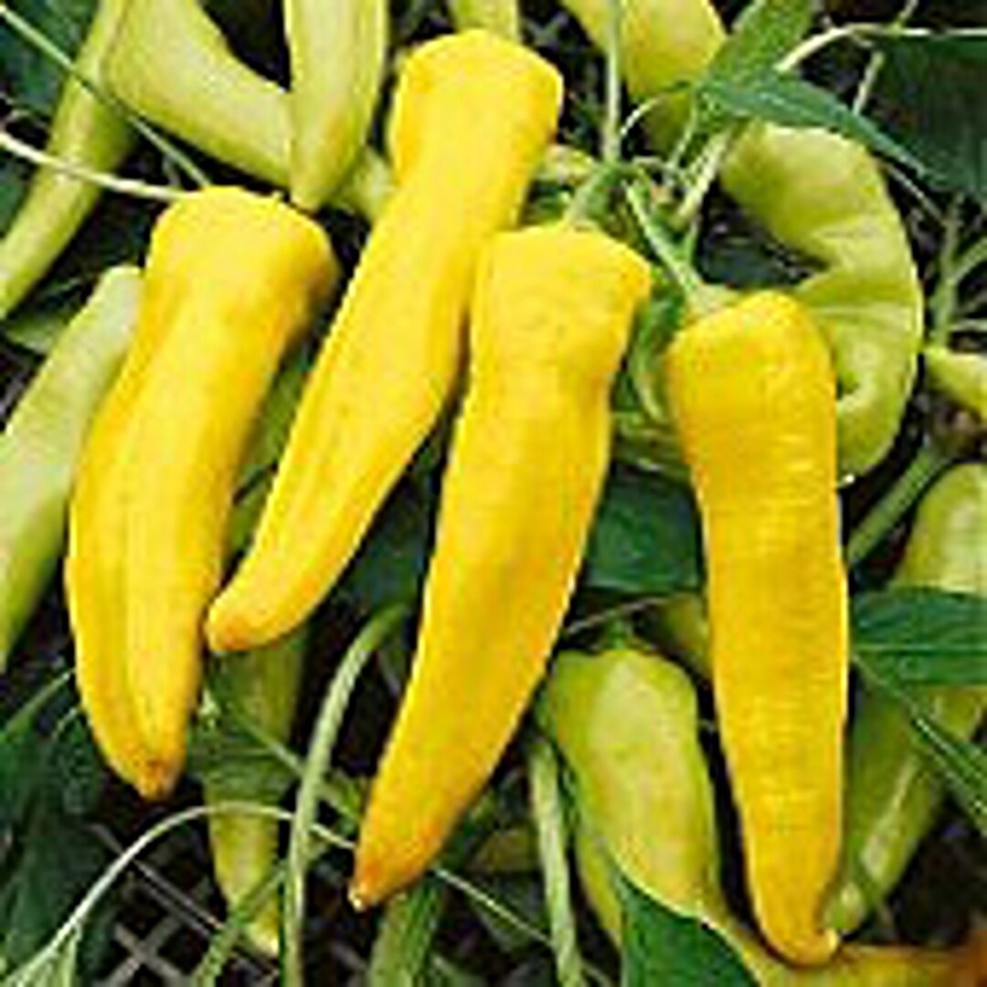 Yellow Banana Sweet Peppers Seeds Etsy