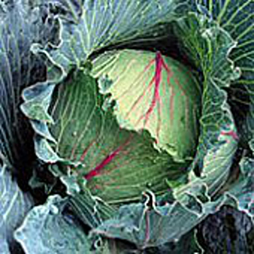 Drumhead Cabbage Seeds Etsy