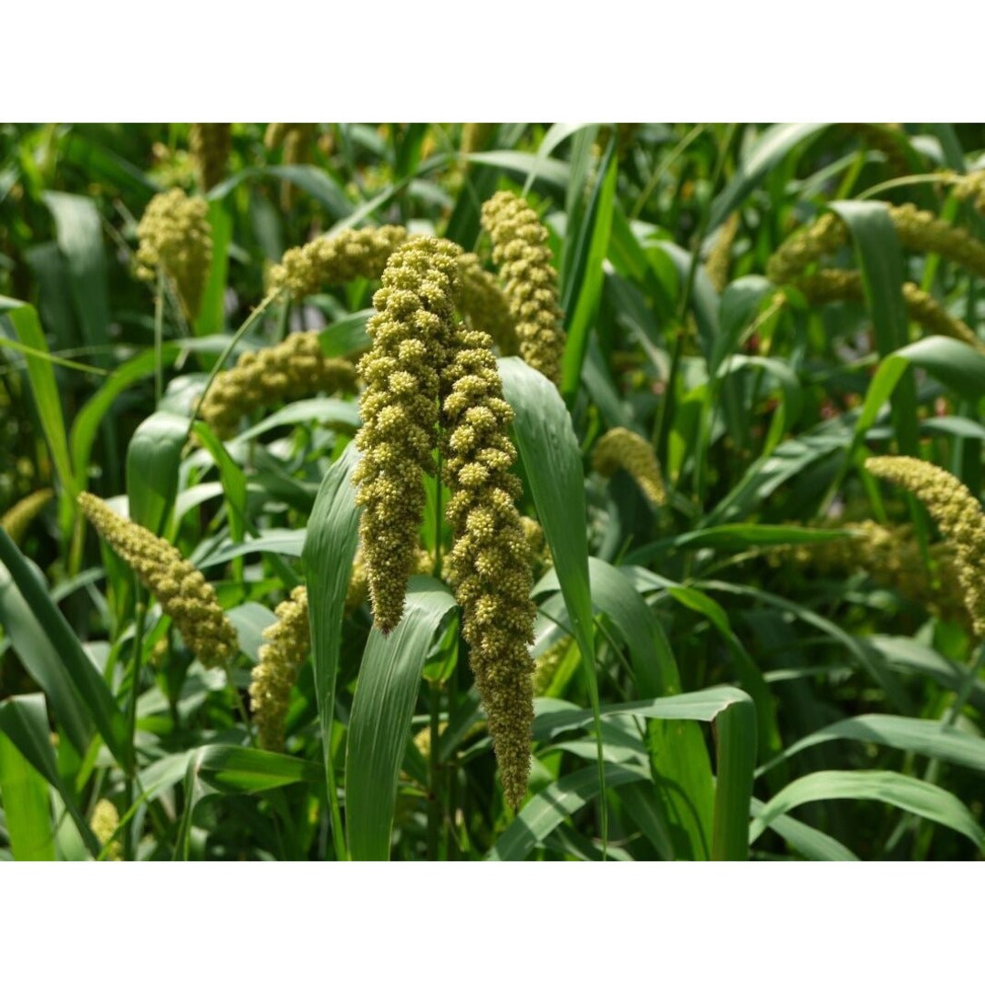 German Millet foxtail Millet Seeds Etsy