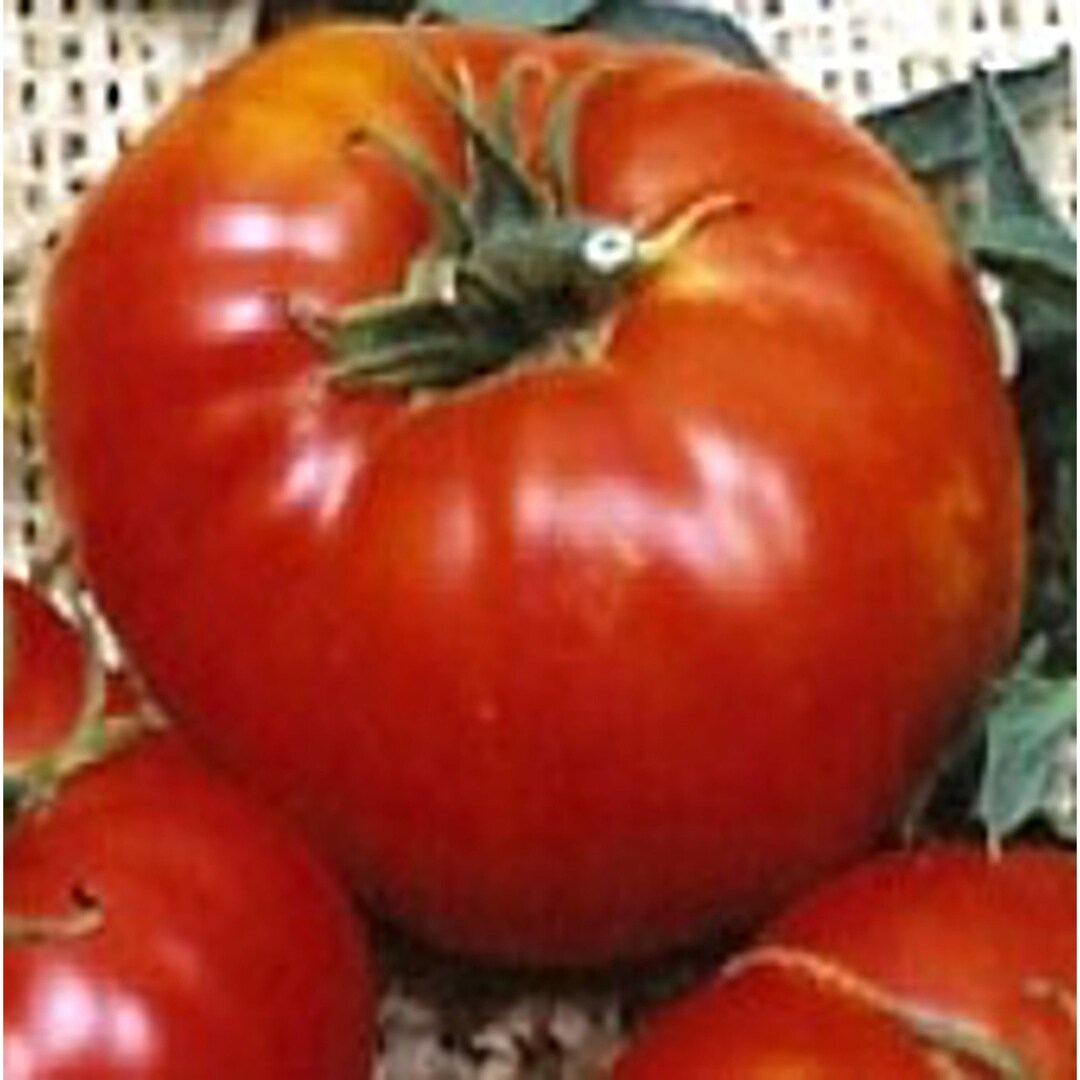 Brandywine Tomato landis Valley Strain Seeds Etsy