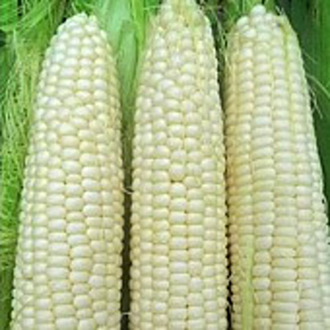 Hickory King Corn Seeds Etsy