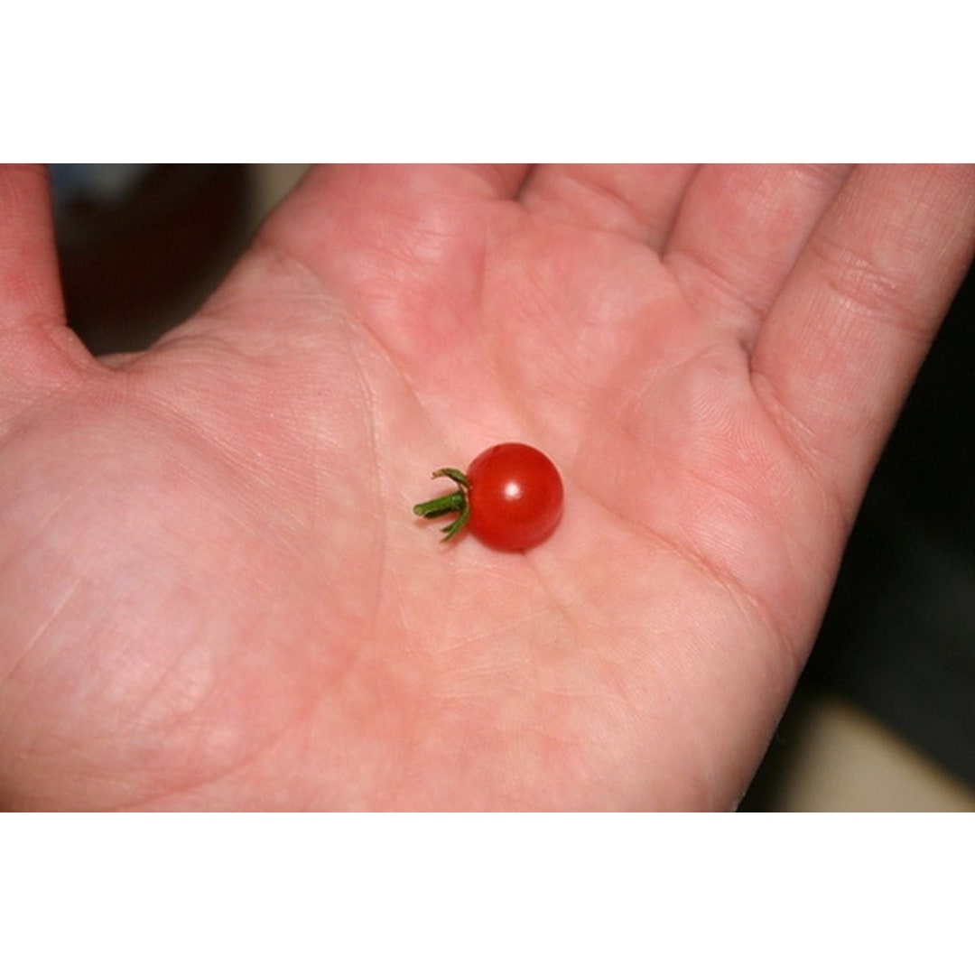 Worlds Smallest Tomato Seeds Etsy