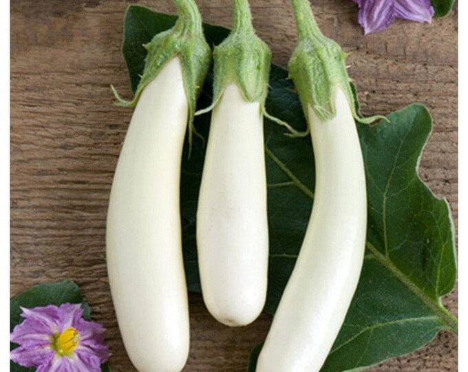Vegettable AUBERGINE GOLDEN EGGS 20 Seeds White to Yellow Solanum M. Etsy