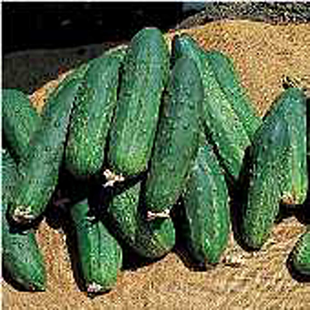 Bush Pickle Cucumbers Seeds Etsy