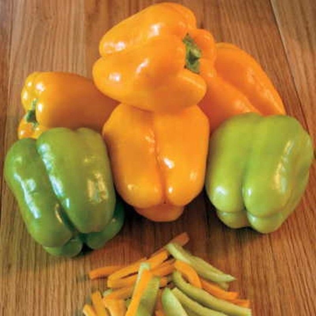 Flavorburst F1 Hybrid Bell Pepper Seeds Etsy