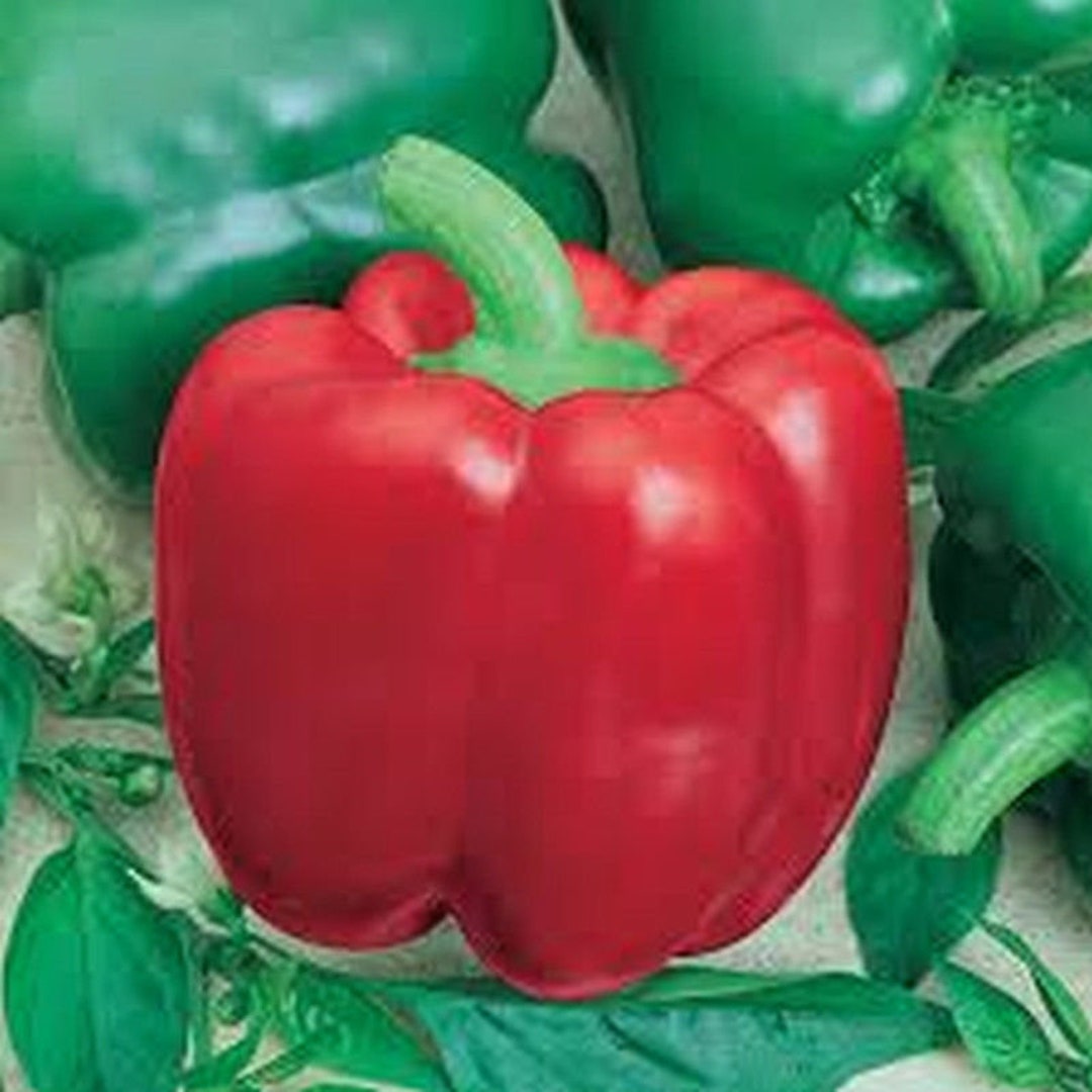 Jupiter Sweet Bell Pepper Seeds Etsy