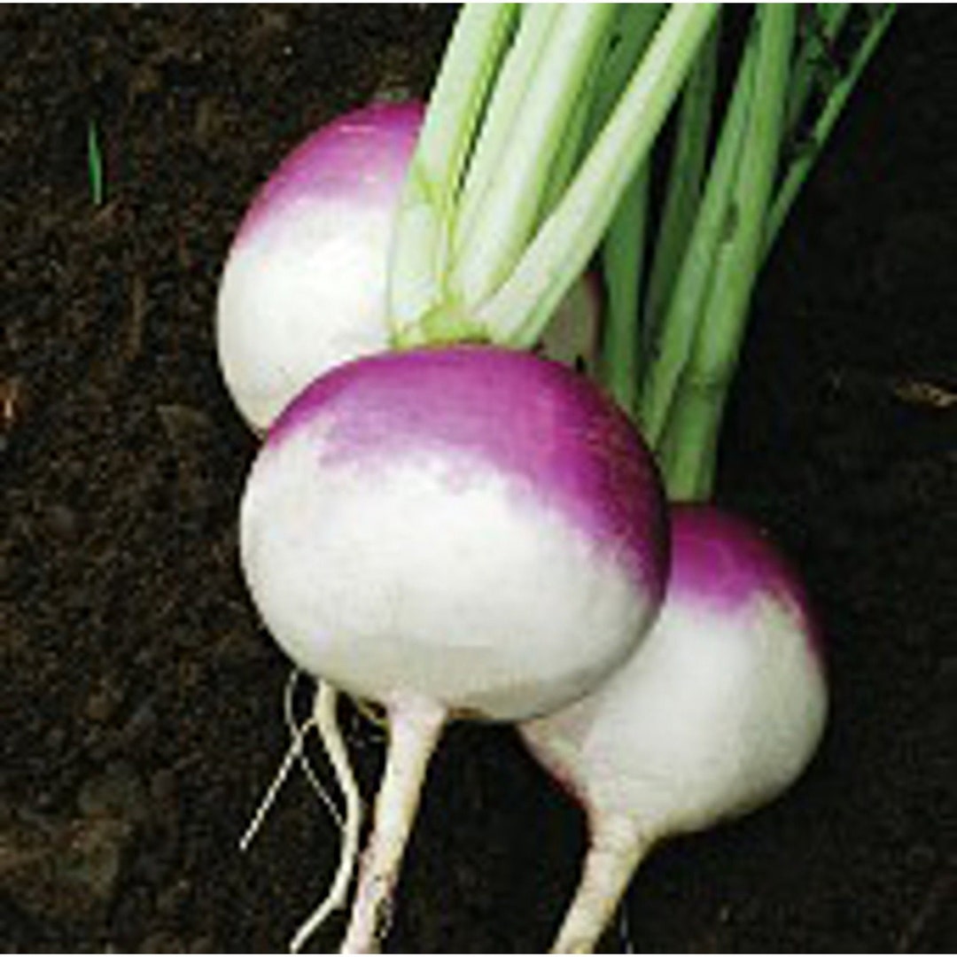 Purple Top White Globe Turnips Seeds Etsy
