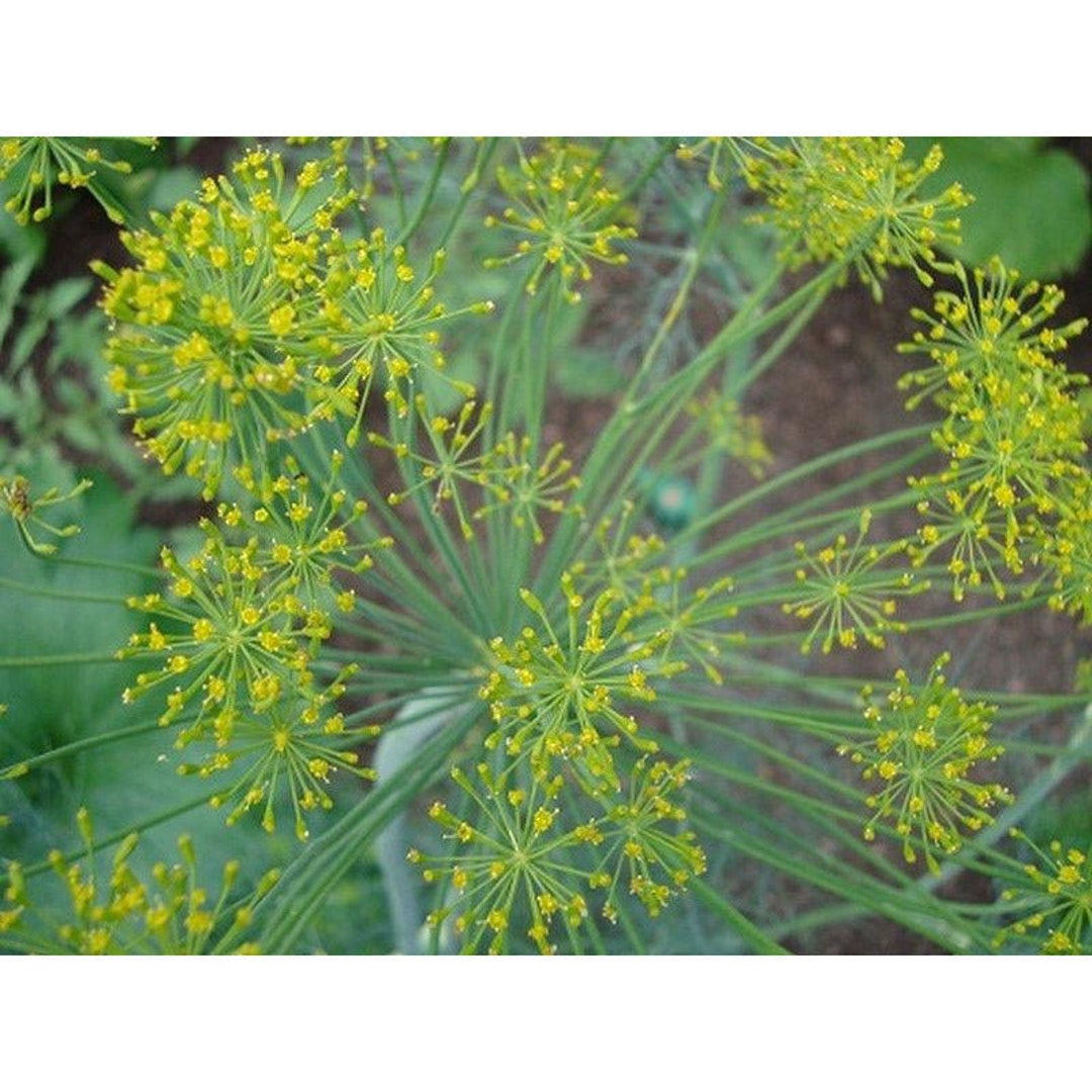 Long Island Mammoth Dill Seeds Etsy