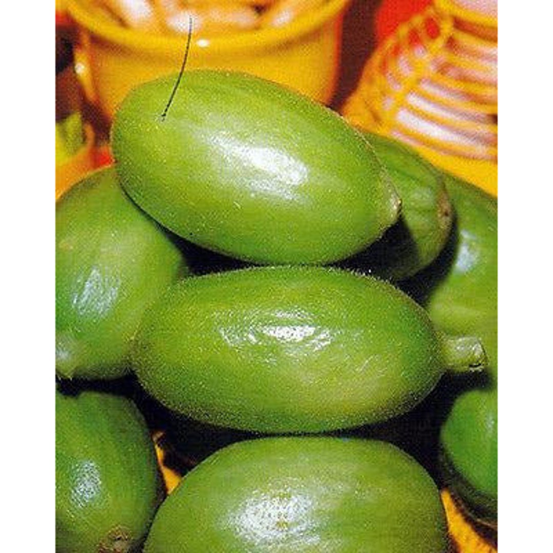 Carosello Barese Cucumber Seeds - Etsy
