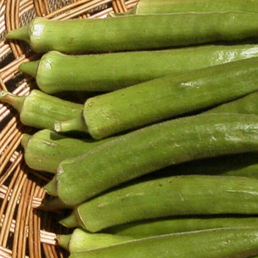 Louisiana Green Velvet Okra Seeds Etsy