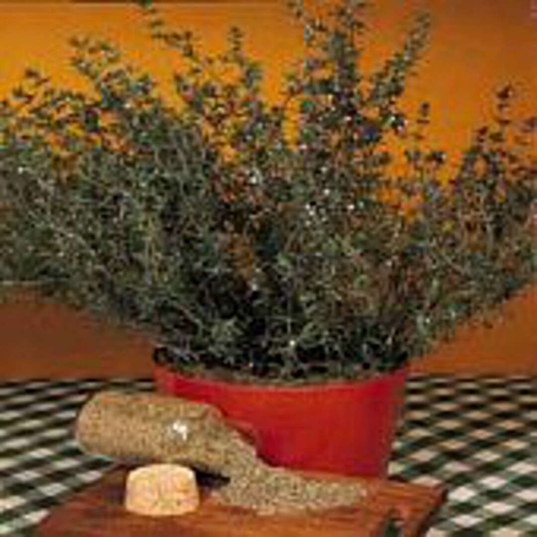 English Thyme Seeds Etsy