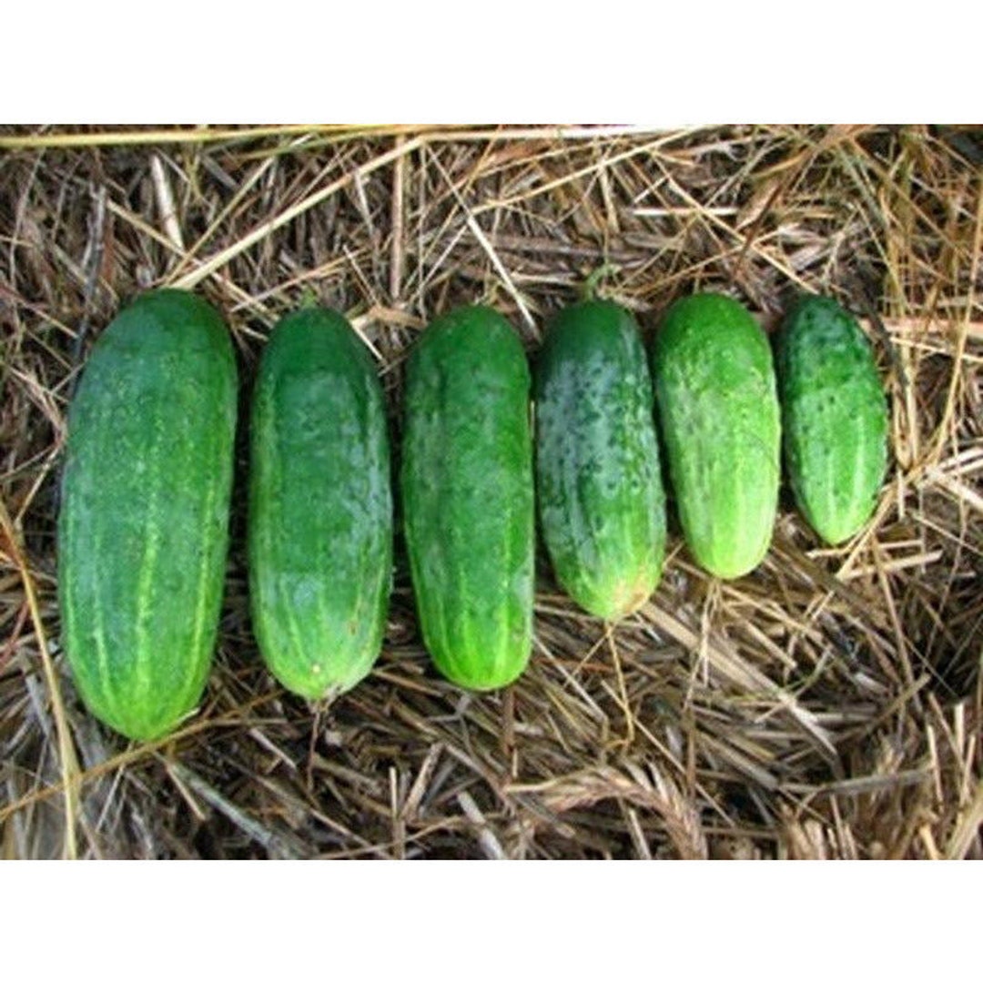 Patio Cucumber Seeds Etsy